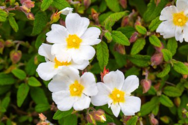 Kistaceae familyasının Kistus cinsini oluşturan beyaz veya pembe çiçekli bir bitki türüdür..