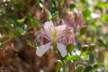 Bir Caper Bush 'un (Capparis spinosa) Uzun Mor Stamens ve Buds çiçeğinin yakın çekimi