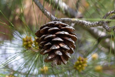 çam ağacı ve çam kozalağı