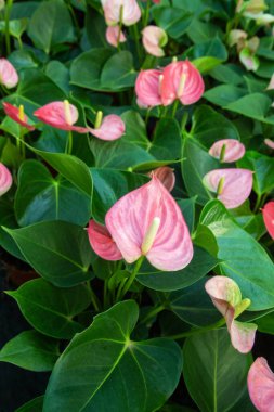 Narin Beyaz ve Pembe Andoryum Grubu (Flamingo Çiçeği) Yeşilyeşil Yapraklı Bitkiler