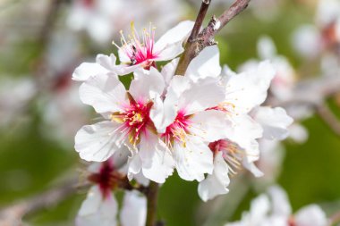 Prunus dulcis veya Prunus amygdalus, badem ağacı olarak bilinir..
