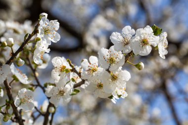 Güzel beyaz erik çiçekleri baharda açık mavi bir gökyüzünde çiçek açıyor..