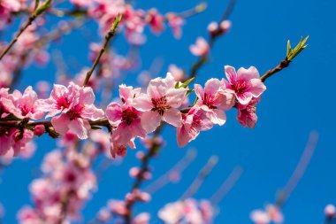 Prunus persica (Şeftali ağacı) çiçeklerinin tam bahar çiçekleri.