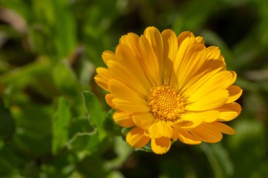Yeşil bahçe arka planında parlak turuncu taç yaprakları olan çiçek açan Calendula 'nın makro çekimi.