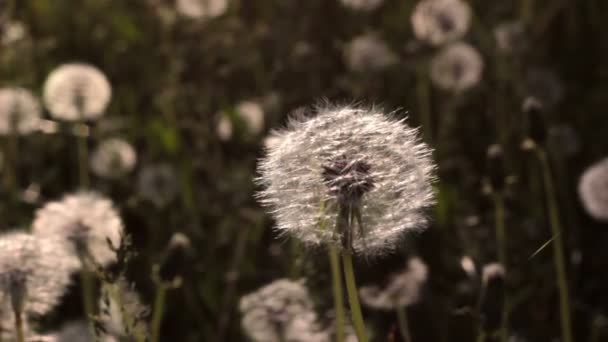 Bella vista sul prato di tarassaco alla luce del sole — Video Stock