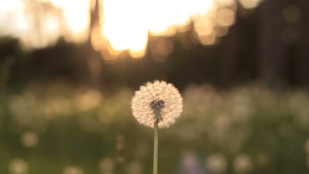 햇빛에 민들레 풀밭의 아름 다운 보기 — 비디오