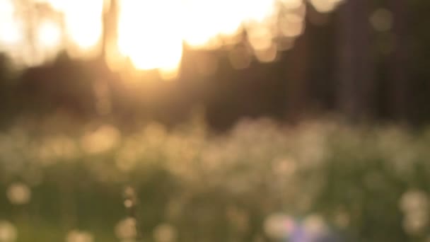 Piękny widok z mniszek łąka światło słoneczne — Wideo stockowe