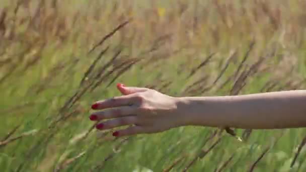 Holka jede dotýká trávy ruka — Stock video