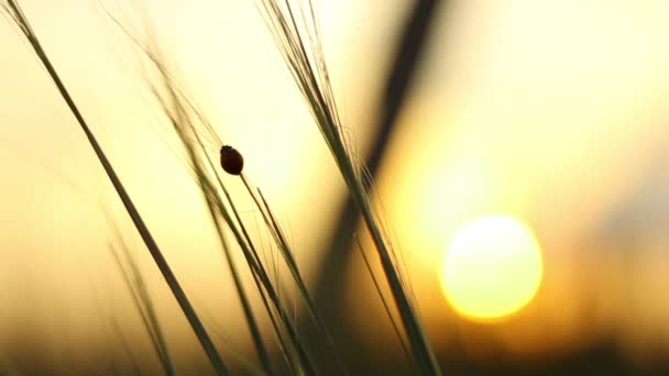 Mariquita gatea a través de la hierba al atardecer — Vídeos de Stock