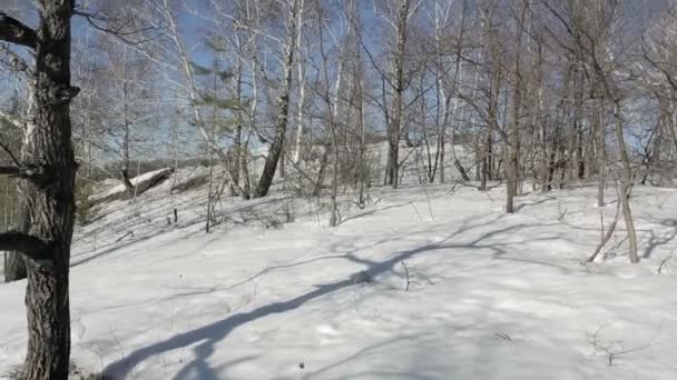 Bosque en el movimiento de nieve — Vídeo de stock