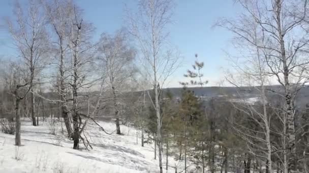 Forêt dans le mouvement de neige en montagne — Video