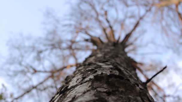 하늘 배경에 키 큰 소나무 — 비디오