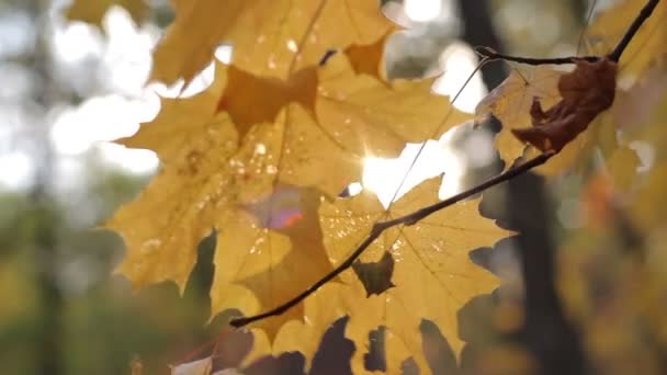 Hojas de otoño en el fondo del bosque borroso del viento — Vídeos de Stock