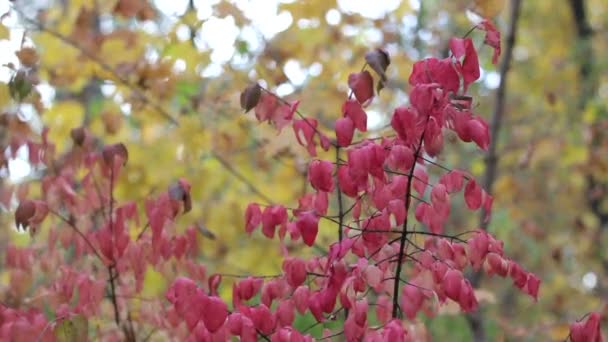 Folhas de outono no fundo da floresta borrão de vento — Vídeo de Stock