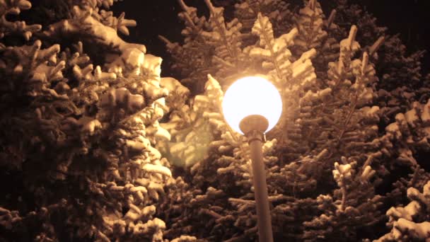 Callejón de invierno en parque y linternas brillantes. Tiro nocturno. — Vídeo de stock