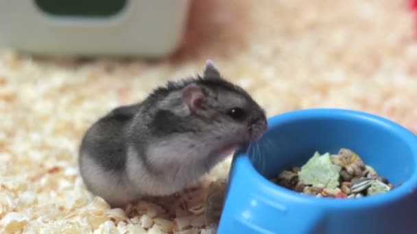 Hamster engraçado andando de perto — Vídeo de Stock