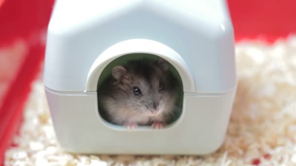 Hamster engraçado na casa de brinquedo — Vídeo de Stock