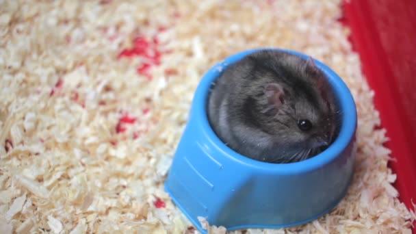 Rolig hamster äter på nära håll — Stockvideo