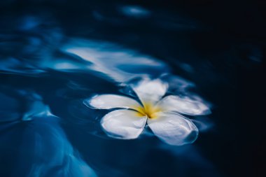 tropikal frangipani çiçek  