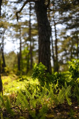 Ormandaki eğreltiotu yapraklarını kapatın. 