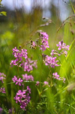 Serçe parmak çiçekleri. Yaz doğası.