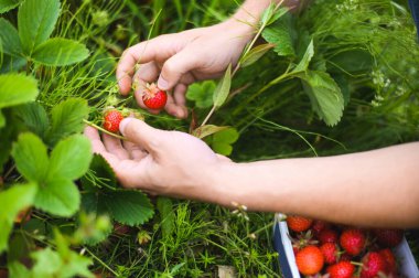 Norveç 'te mevsim çilek toplama mevsimi. Çiftçiyle yaz tarlası