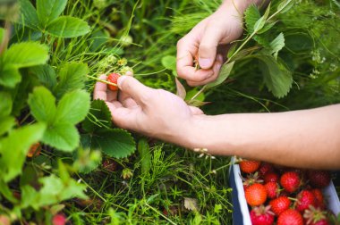 Norveç 'te mevsim çilek toplama mevsimi. Çiftçiyle yaz tarlası