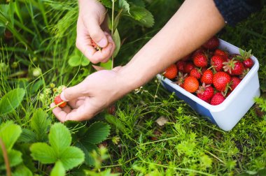 Norveç 'te mevsim çilek toplama mevsimi. Çiftçiyle yaz tarlası