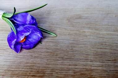 Çiğdem ahşap tablo