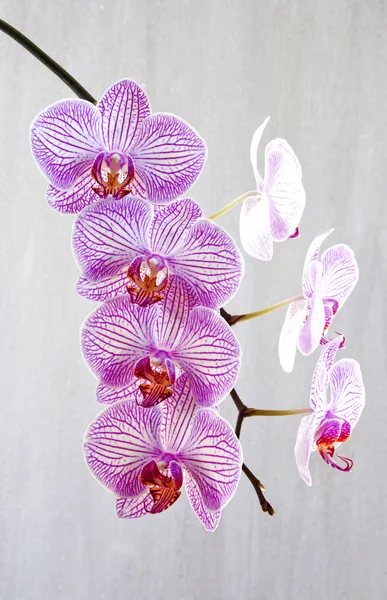 Orchidée rose isolée Images De Stock Libres De Droits