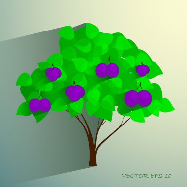 Olgunlaşmış meyve ile dekoratif erik ağacı
