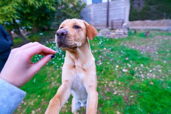 Mulheres Com Cão — Fotografia de Stock