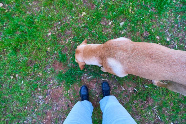 Mujeres Con Perro — Foto de Stock