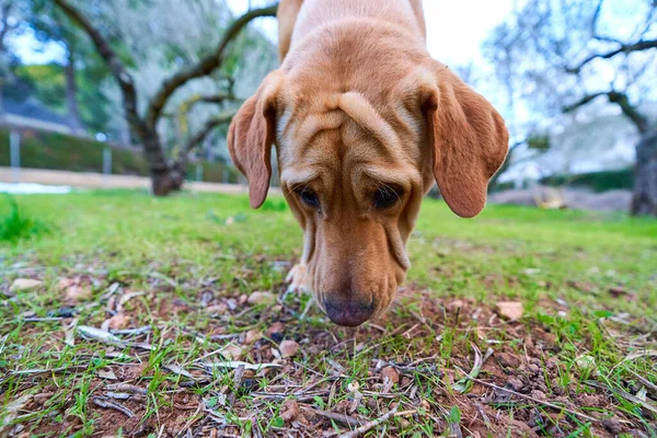 Mulheres Com Cão — Fotografia de Stock