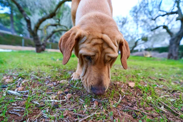 Mulheres Com Cão — Fotografia de Stock