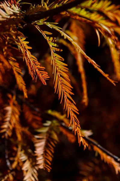 Close Orange Needles Tree Autumn Sun — Stock Photo, Image