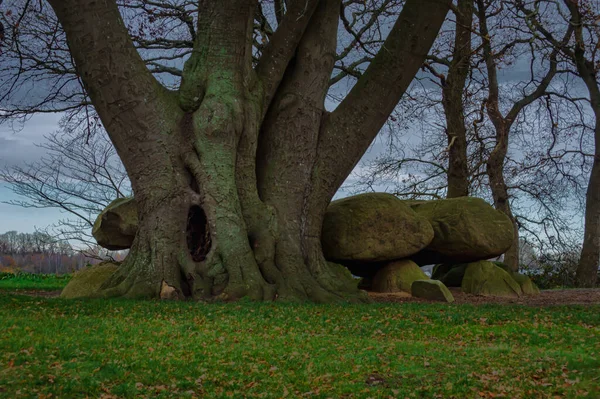 Low Angle Shot Tree Prehistoric Dolmen Hunebed Cloudy Day Netherlands — Stock Photo, Image