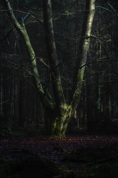 Afbeelding Van Een Handvormige Boom Die Late Herfstzon Vangt — Stockfoto