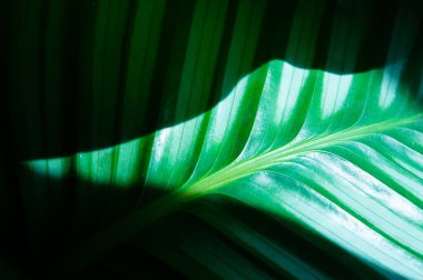 Yeşil çizgili kalanthea bitkisel yaprağı kısmen güneş ışığıyla aydınlatılıyor.