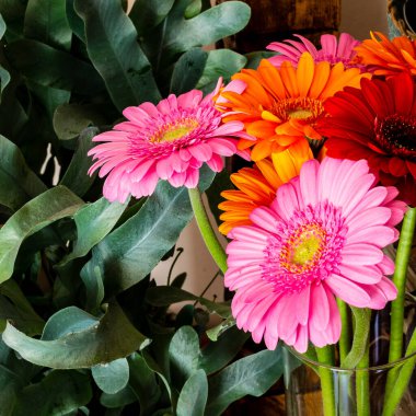 Pembe, kırmızı ve turuncu Gerberalar ve yeşil bitkiler