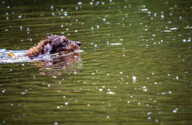 Küçük tel saçlı dachshund köpeği topuna doğru yüzüyor.