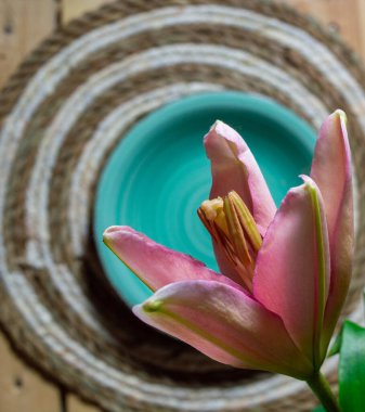 Çiçek açan pembe zambağın arka planında yeşil bir plaka var.