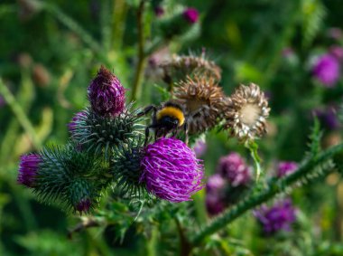 Küçük yaban arısı deve dikeninin mor çiçeğinden polen topluyor.