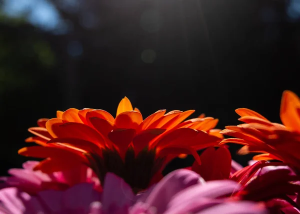 太陽のフレアと太陽の下でオレンジとピンクのガーベラ — ストック写真