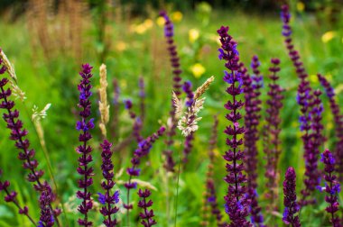 Çayırdaki çimen tohumu başları ve çayır adaçayı çiçeklerinin renkli manzarası