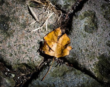 Çakıl taşının üzerinde sarı bir yaprağın yakın çekimi.