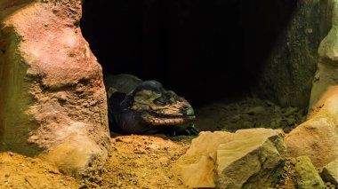 Küba rock iguanası mağarasında uyuyor.