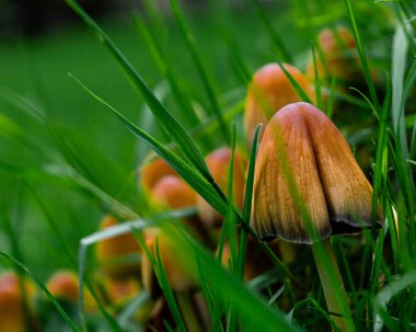 Bir Mica Cap mantarının kapağını kapat