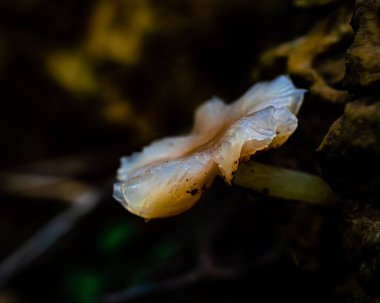 Ufacık, kremsi, yarı şeffaf bir mantara yaklaş.