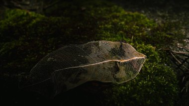 Çürümüş bir yaprağın sabah ışığını yakalayan yosun yüzeyindeki görüntüsü.